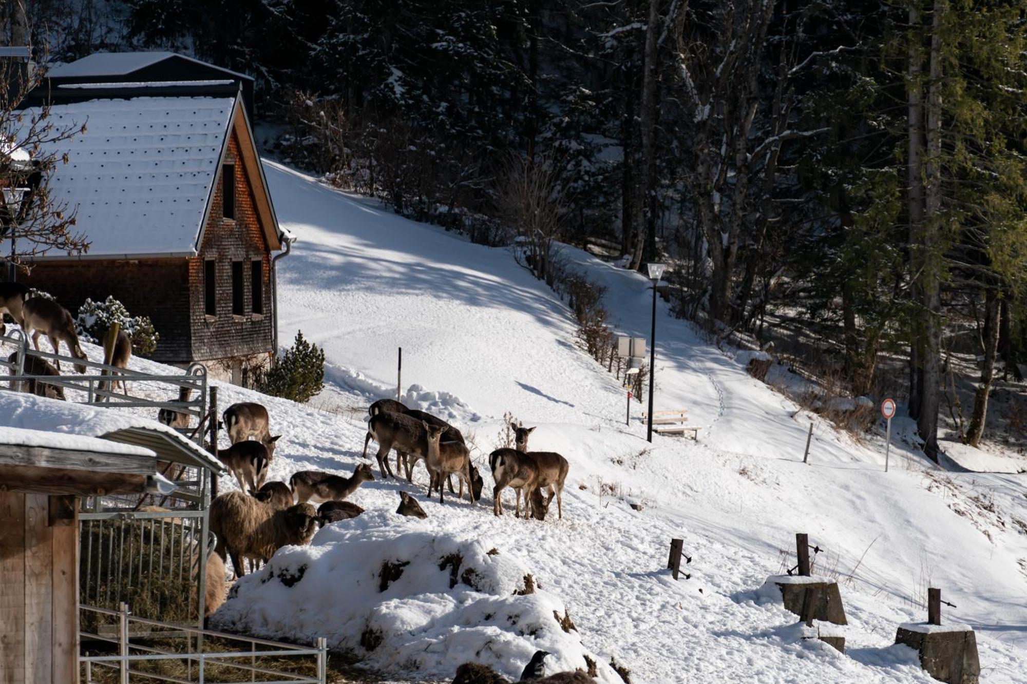 Peterhof Chalets Batschuns Екстер'єр фото